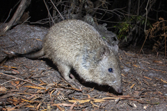 Potorous tridactylus