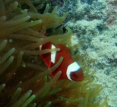 Amphiprion biaculeatus