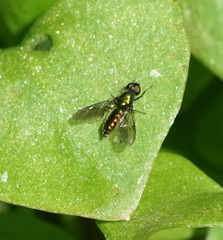 Sargus viridis