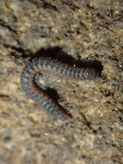 Tynommatidae