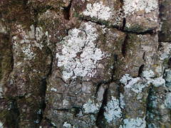 Kashiwadia orientalis