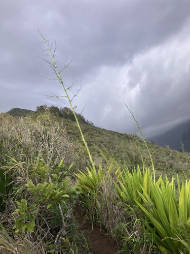 Furcraea foetida observed 2026-02-11