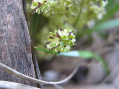Lomandra densiflora