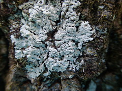 Kashiwadia orientalis