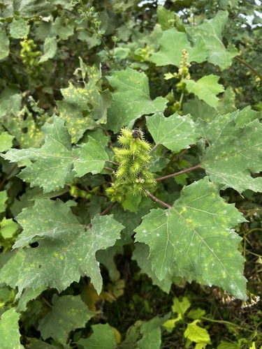rough cocklebur