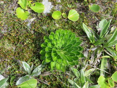 Pachycladon latisiliquum