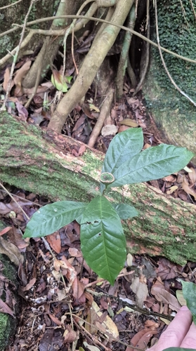 Eupomatia barbata, photograph 4