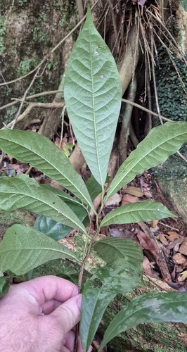 Eupomatia barbata, photograph 5