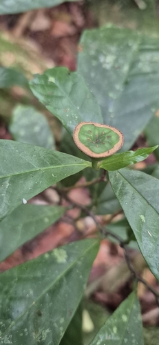 Eupomatia barbata, photograph 6