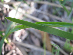 Lomandra densiflora