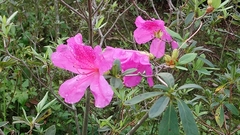 Rhododendron pulchrum phoeniceum