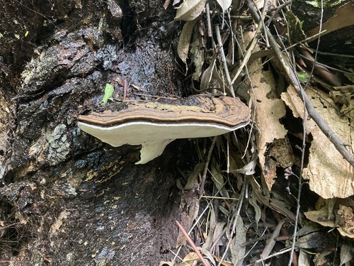 Ganoderma australe, 2026-02-12