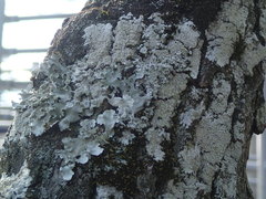 Parmotrema clavuliferum