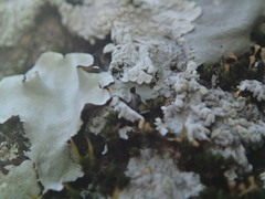 Parmotrema clavuliferum