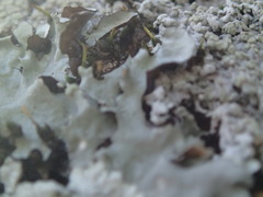 Parmotrema clavuliferum