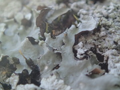 Parmotrema clavuliferum