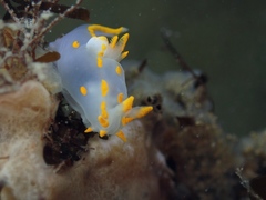 Polycera quadrilineata