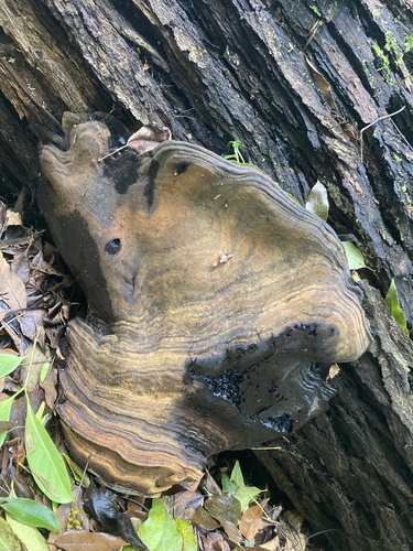Ganoderma australe, 2026-02-12