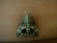 Evergestis subterminalis