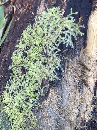 Lophocolea bicuspidata observed 2026-02-12