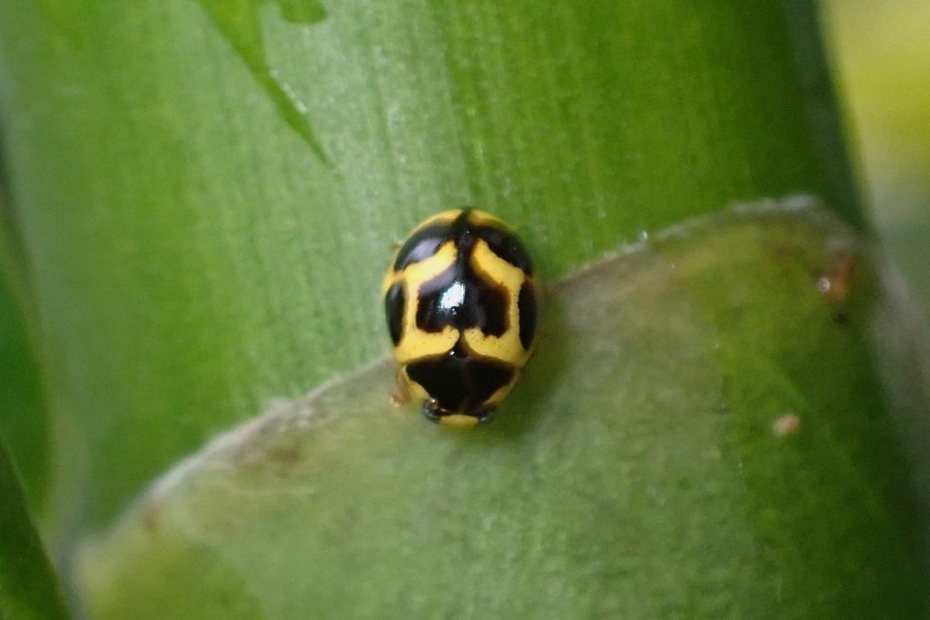Brachiacantha hazel