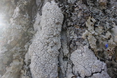 Lecanora caesiorubella