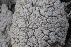Lecanora caesiorubella