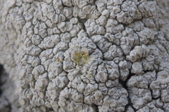 Lecanora caesiorubella