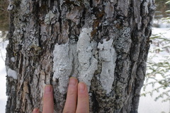 Lecanora caesiorubella