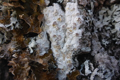 Lecanora caesiorubella