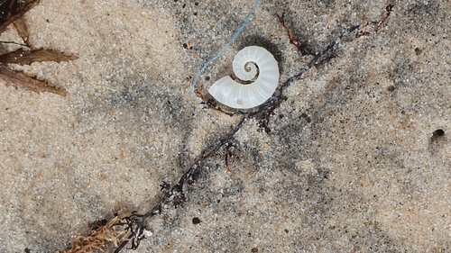 Spirula spirula