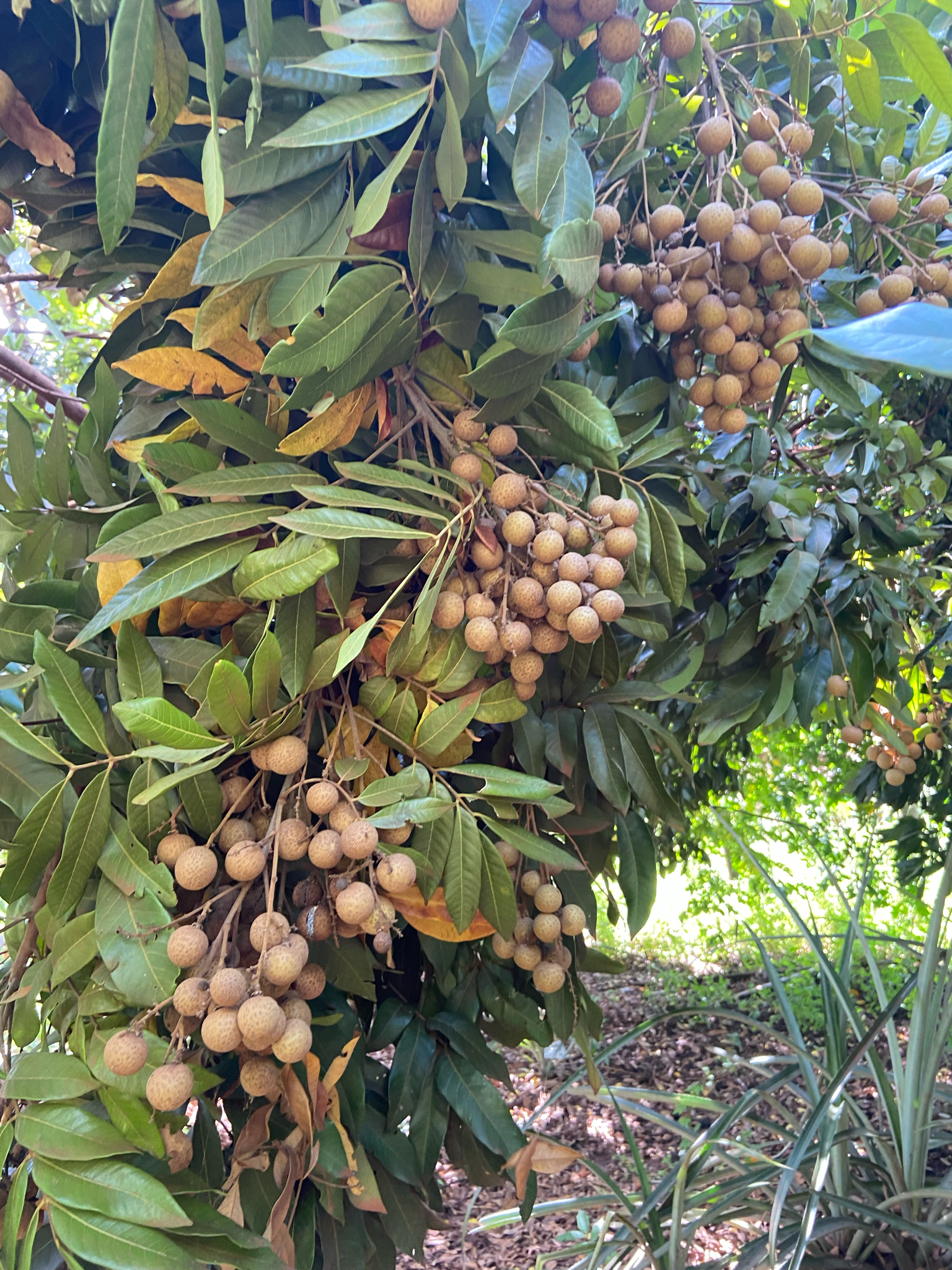 Dimocarpus longan