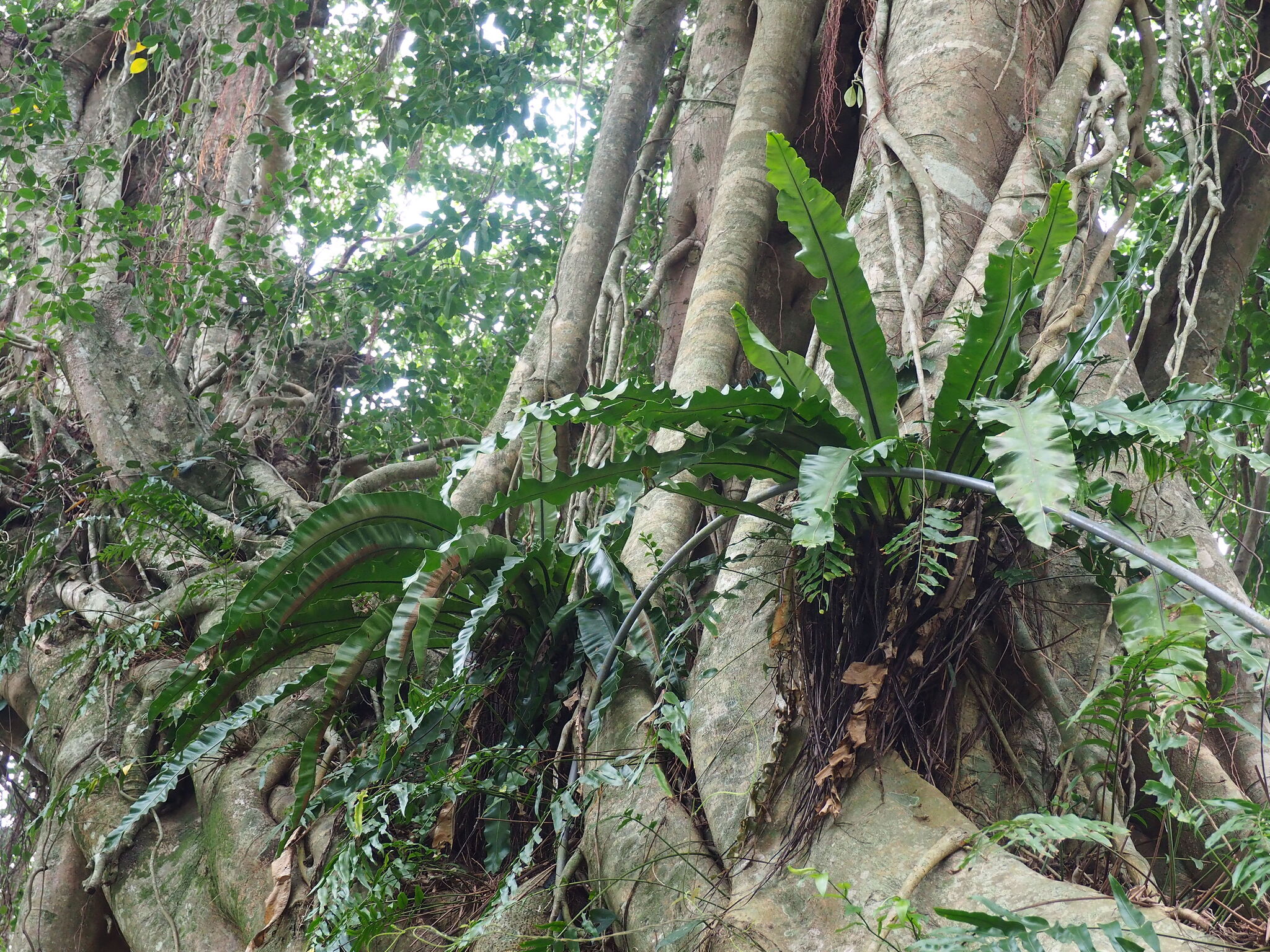 Bird's Nest Fern (Asplenium nidus)