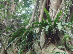Cobra Fern (Asplenium nidus)