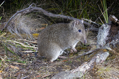 Potorous tridactylus
