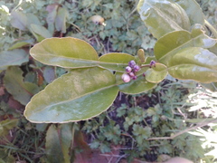 Citrus hystrix