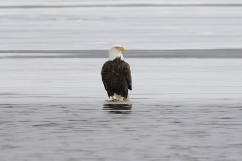 Bald Eagle photographed in Indiana