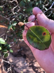 Rhododendron prunifolium