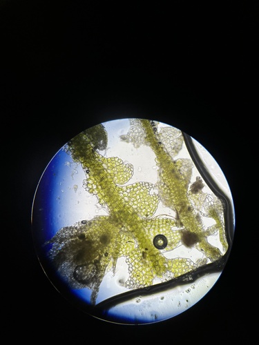 Fuscocephaloziopsis pleniceps, 2026-02-12