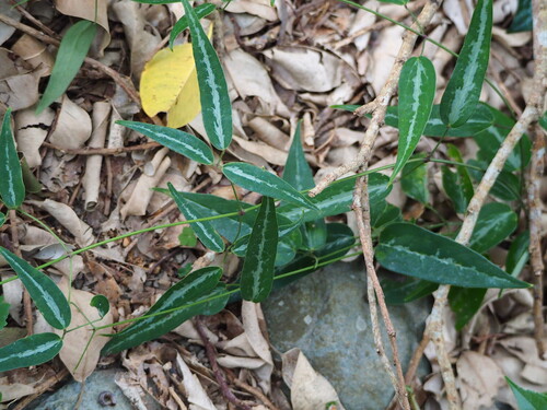 Clematis uncinata, photograph 4