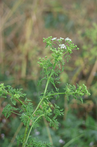 poison hemlock