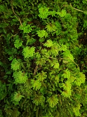 Hypopterygium didictyon