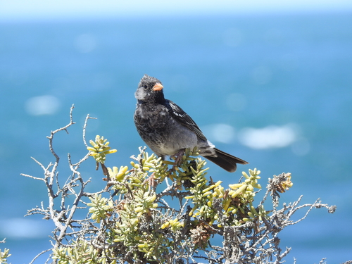 Mourning Sierra Finch (Rhopospina fruticeti), photo 2