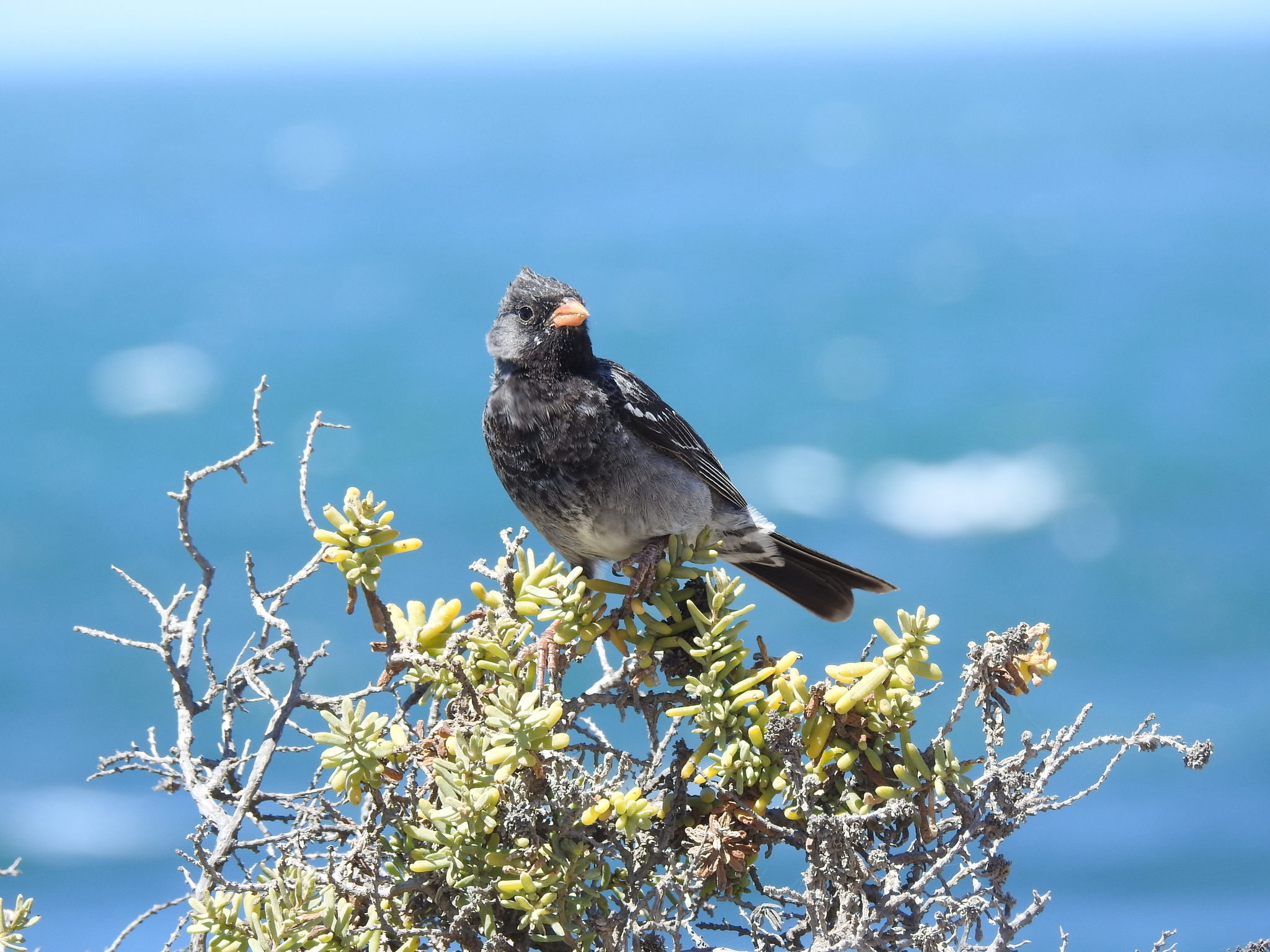 Mourning Sierra Finch (Rhopospina fruticeti), photo 2