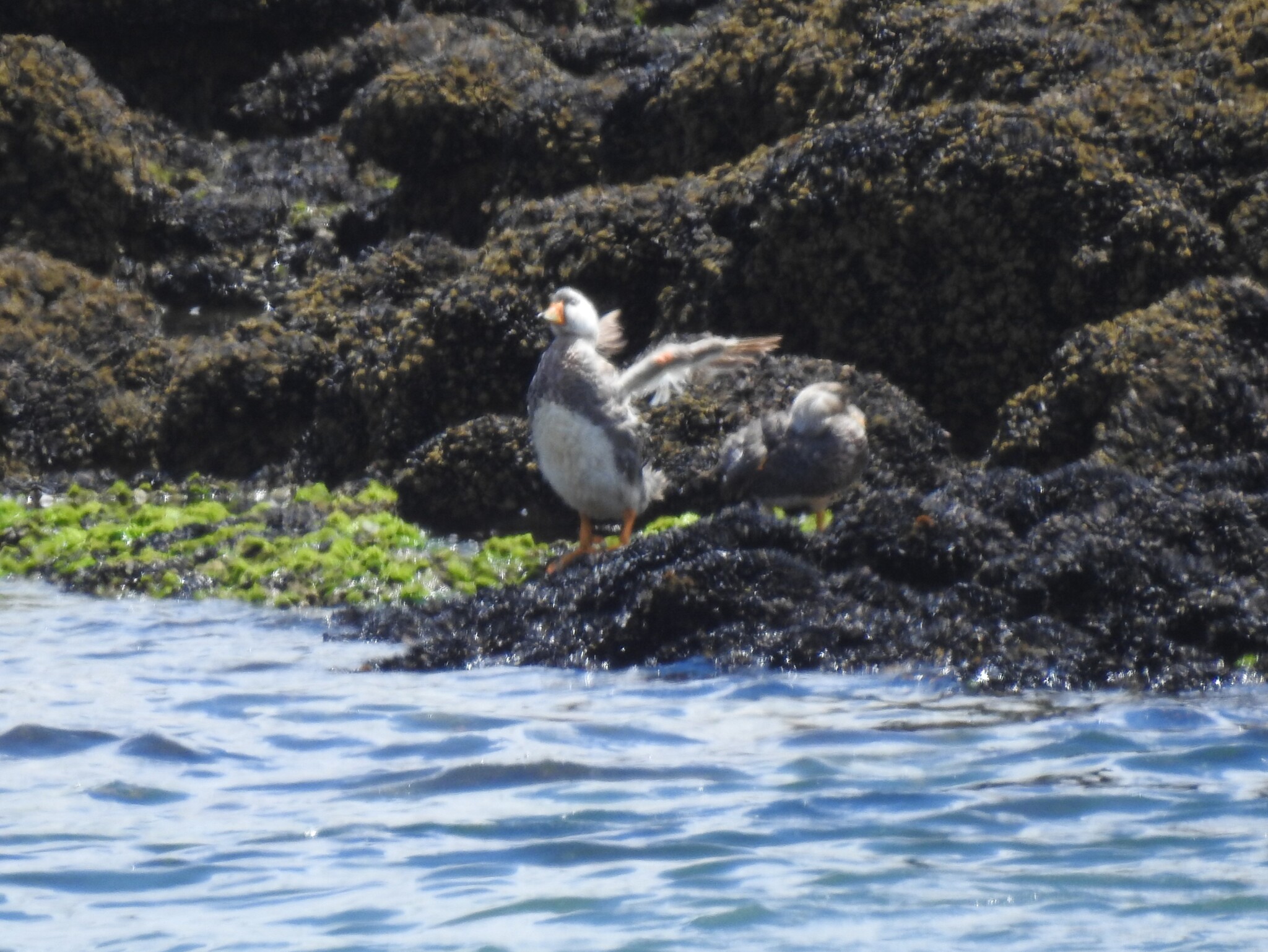 Chubut Steamer Duck (Tachyeres leucocephalus), photo 6