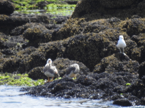Chubut Steamer Duck (Tachyeres leucocephalus), photo 4