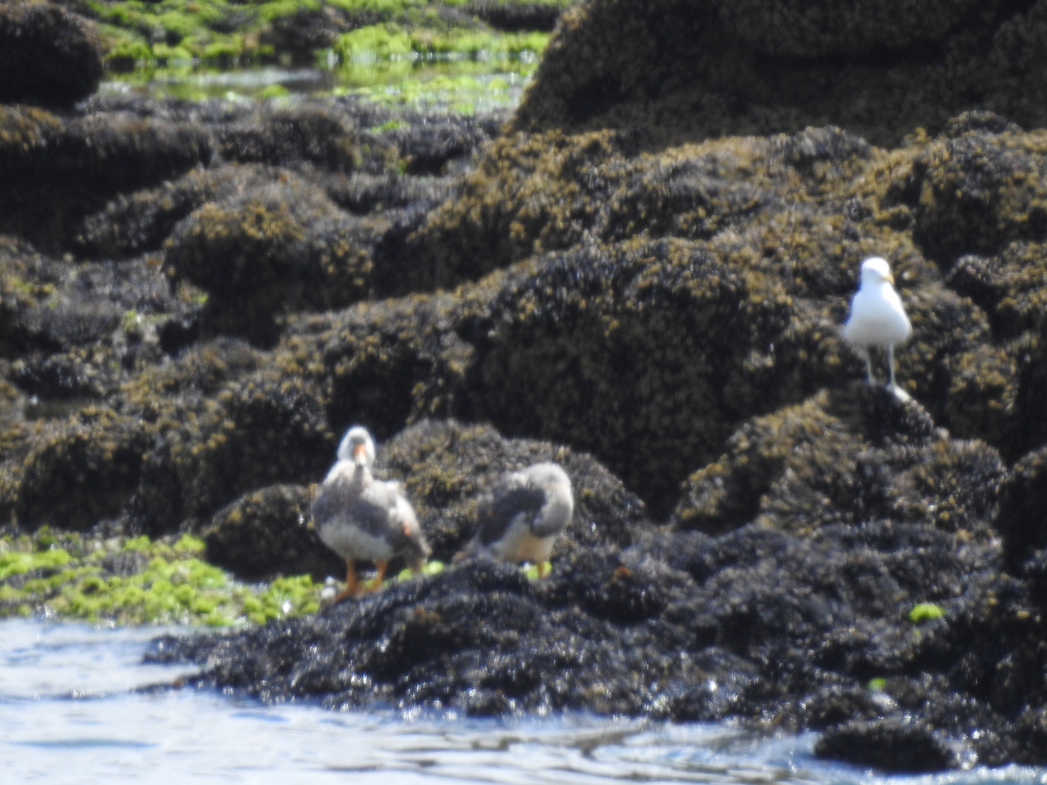 Chubut Steamer Duck (Tachyeres leucocephalus), photo 7