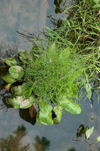 american water-plantain (Alisma subcordatum)