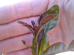 Citrus hystrix