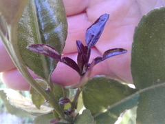 Citrus hystrix